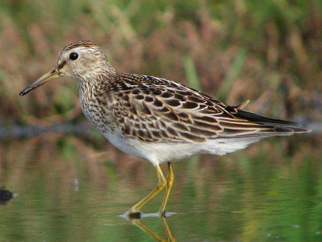 Pectoral Sandpiper